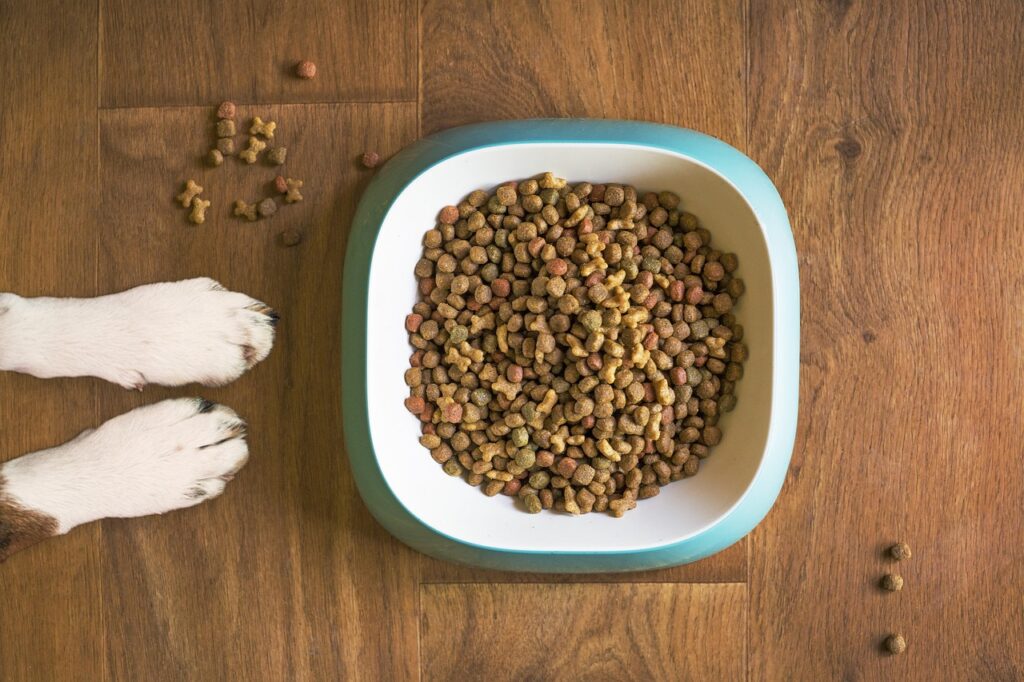 dog food, dog bowl, dog kibble, dry dog food, paws, dog paws, dog food bowl, grain free dog food, dog treat, pet food, animal, dog, pet, dog eating, dog feeding, dog stay, dog training, brown eating