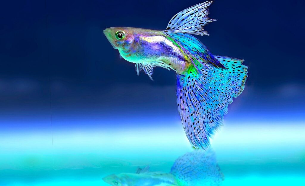 fishes, ornamental fish, aquarium, aquarium, aquarium, aquarium, aquarium, aquarium