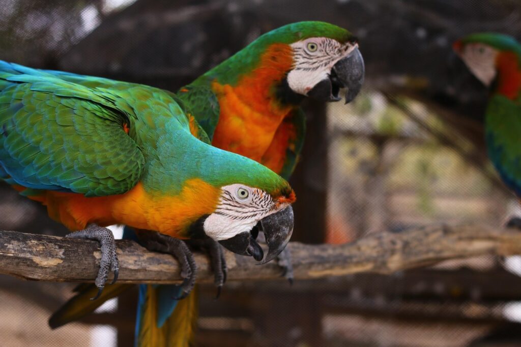parrot, nature, animals, loro, pajaro, exotico, vistoso, naturaleza, pluma, salvaje, tropical, color, fauna, zoo, silvestre, alas, brown color