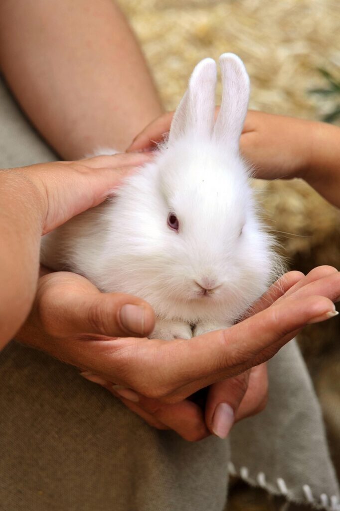 rabbit, animals, rodents, nature, white, fur, hands, lagomorphs