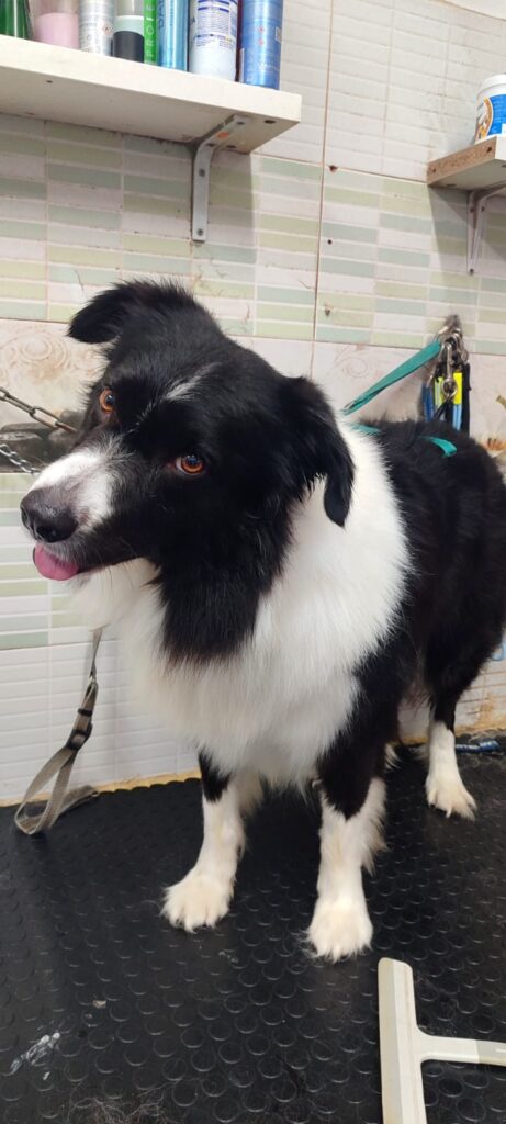 Border collie en la peluquería de Huellas Sant Sadurní