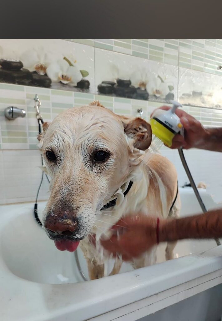 Baño de perro en peluquería canina Huellas Sant Sadurní