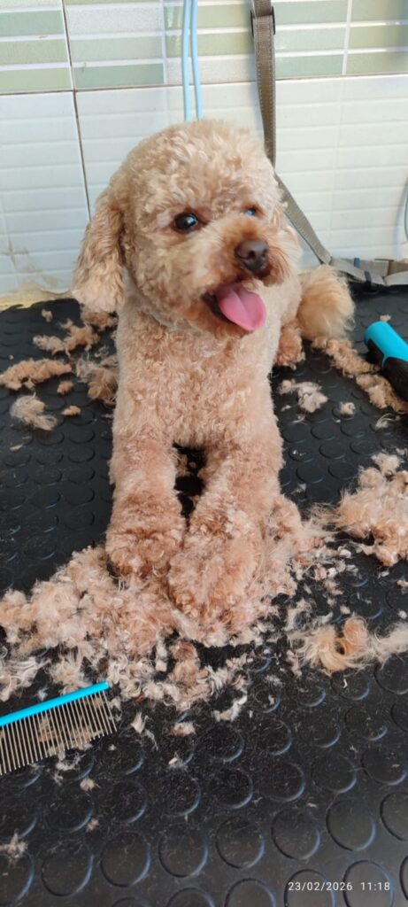 Caniche recién arreglado en Huellas Sant Sadurní