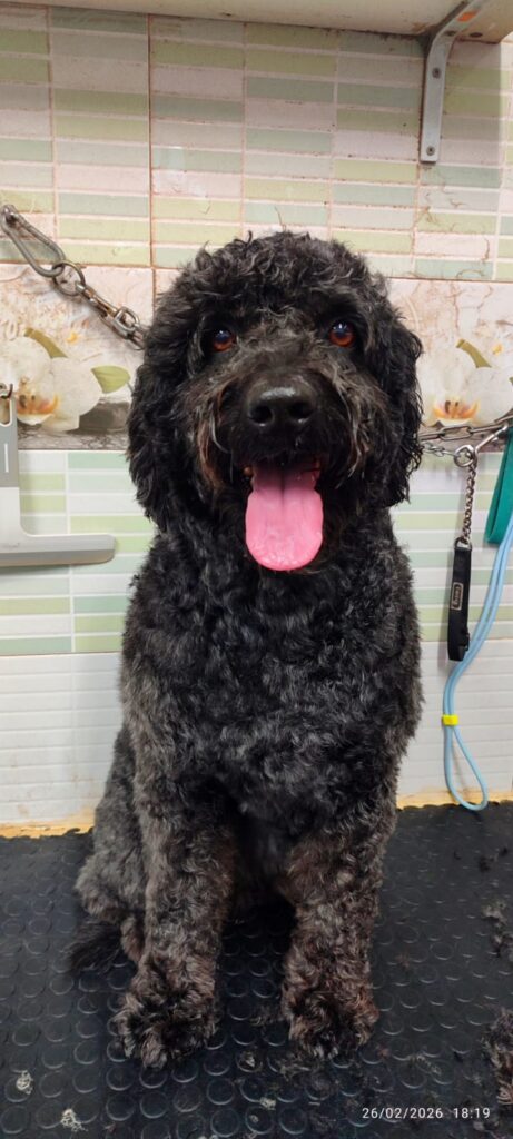 Perro arreglado en peluquería Huellas Sant Sadurní