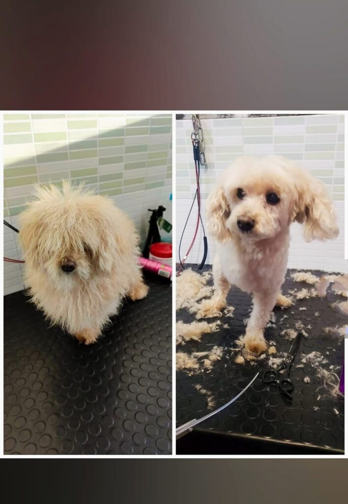 Antes y después de peluquería canina en Huellas Sant Sadurní