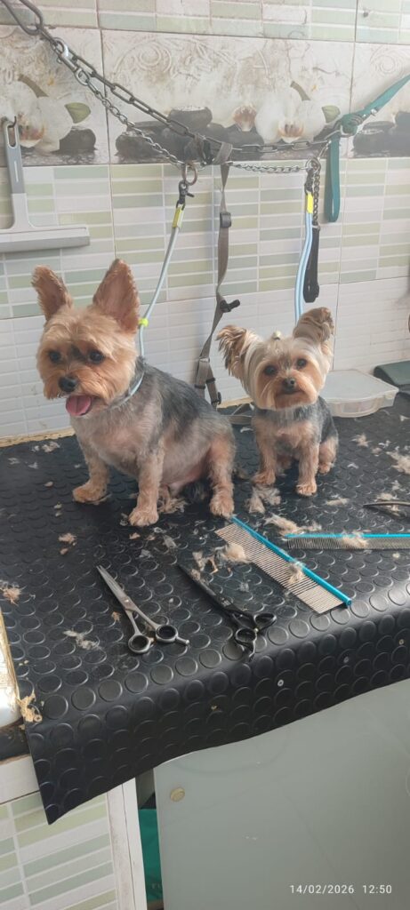 Dos yorkshire después de peluquería en Huellas Sant Sadurní