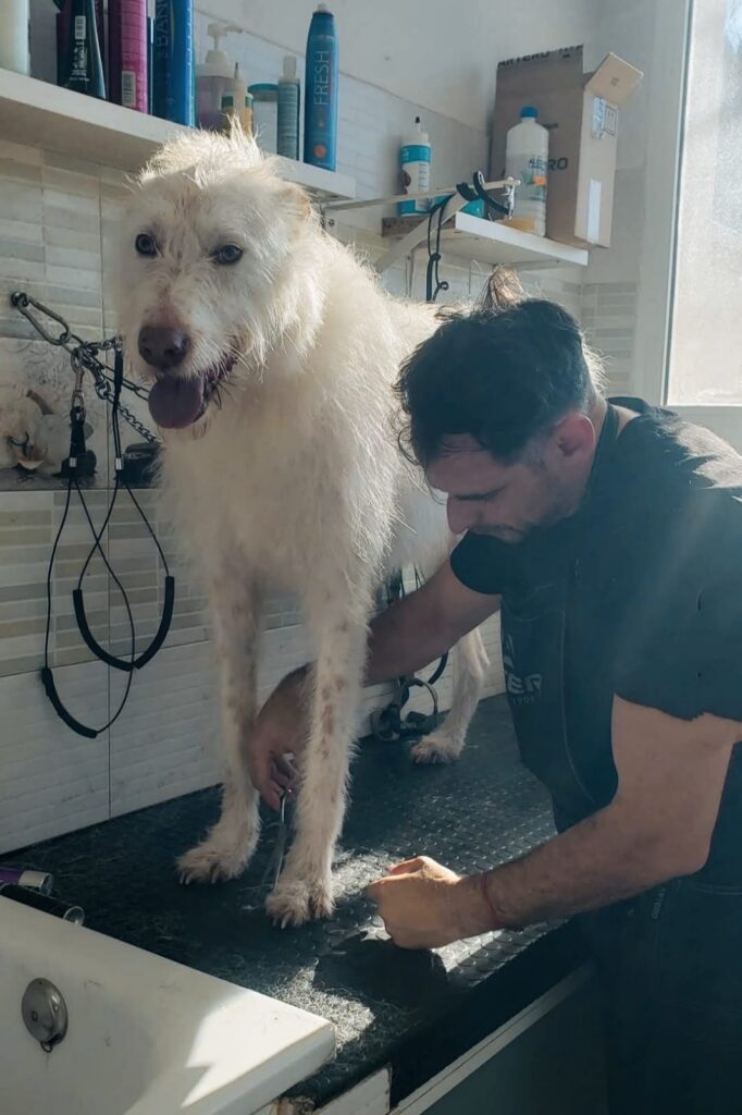 Peluquero canino trabajando en Huellas Sant Sadurní