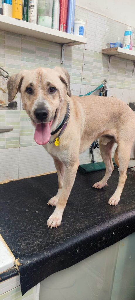 Corte de pelo para perro en Huellas Sant Sadurní