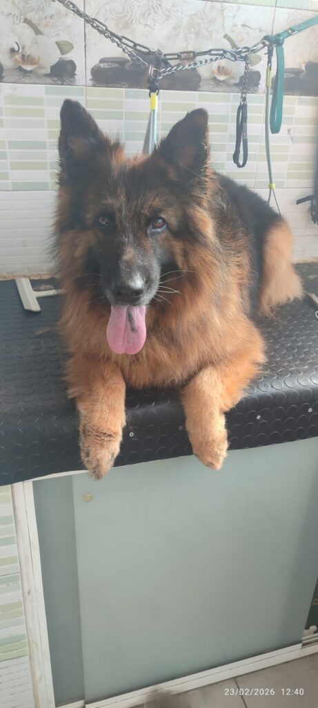Pastor alemán en peluquería canina Huellas Sant Sadurní